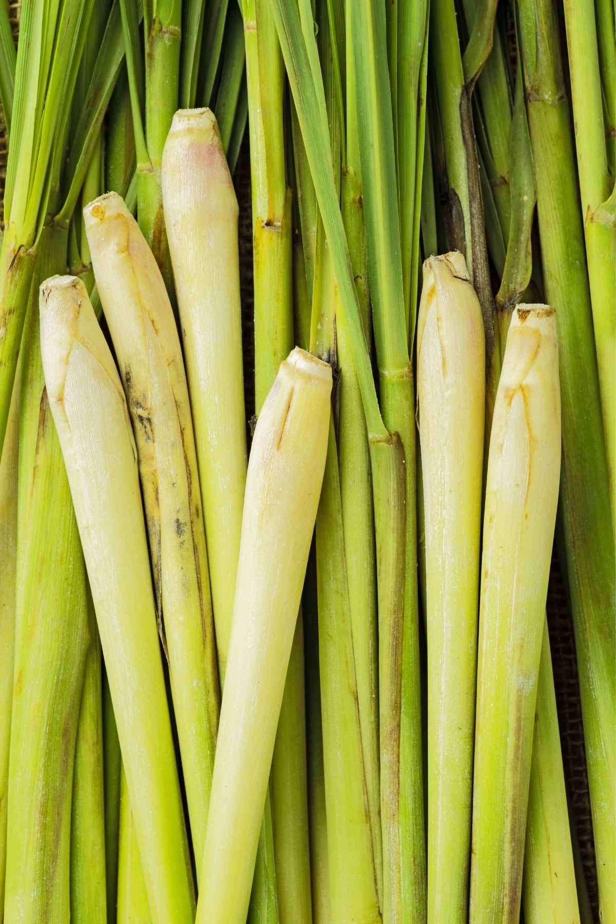Fresh lemongrass stalks showing pale yellow hearts and green tops, ready to chop for lemongrass-peanut sauce or stir-fries.