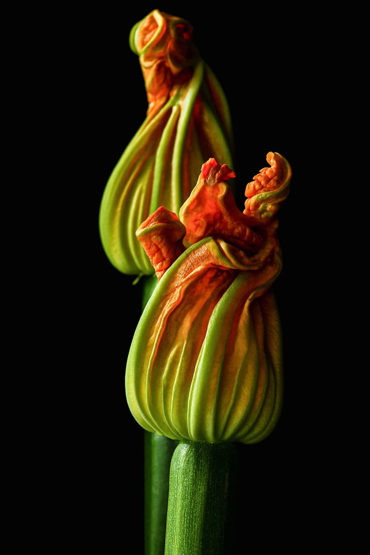 Fresh zucchini blossoms with curled petals and green stems, ready to be stuffed and fried.