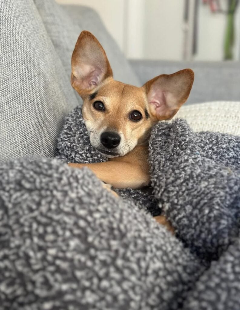 Harper relaxing in her blankets on the couch.