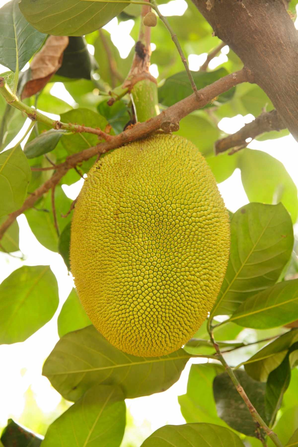 Unripe jackfruit growing on a tree, showing its large green spiky skin surrounded by tropical leaves.
