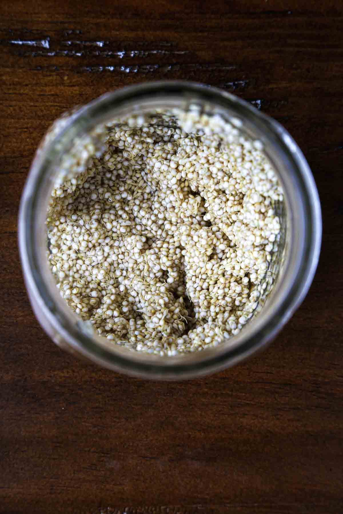 Moistened quinoa grains in a jar during the sprouting stage.
