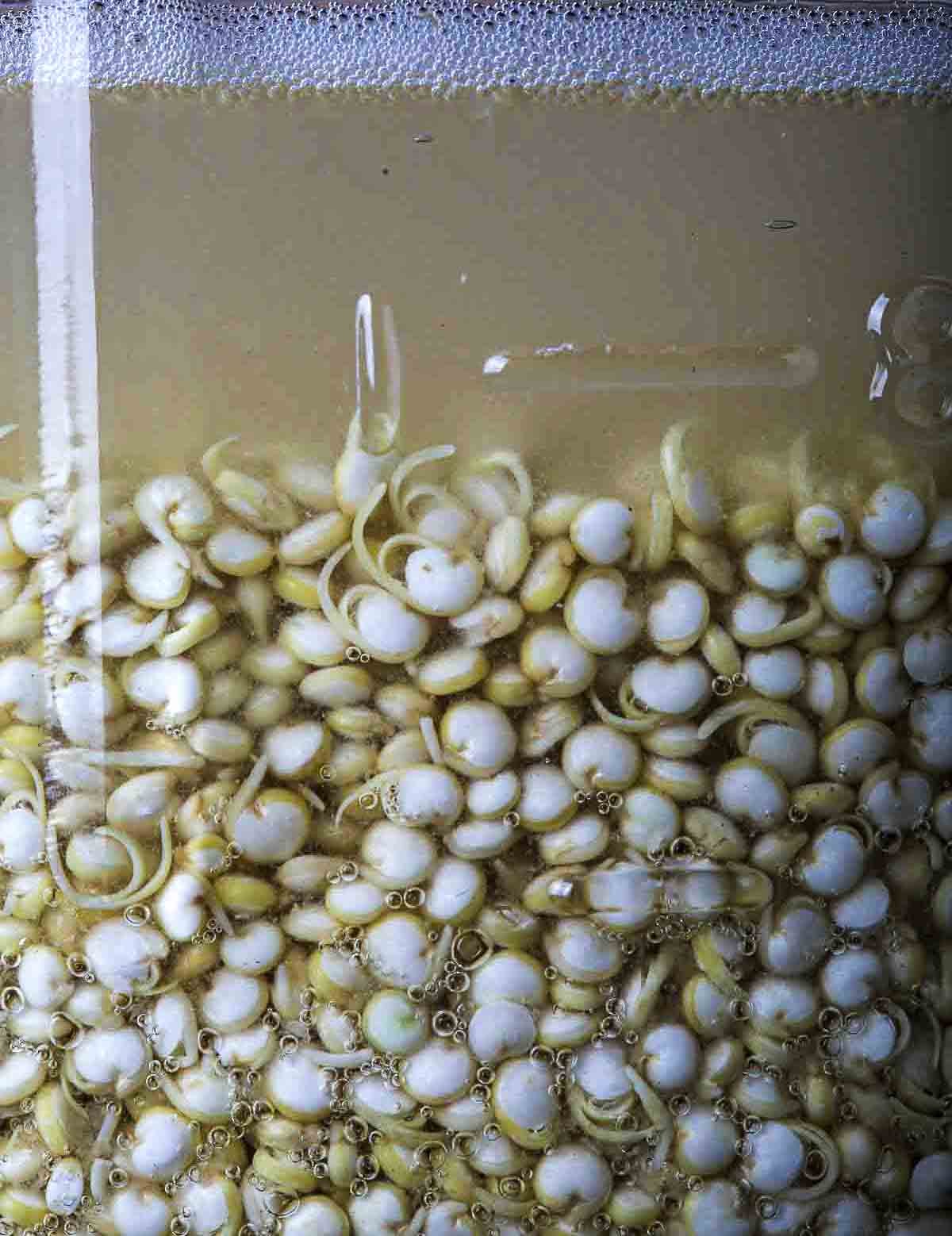 Close-up of sprouted quinoa grains in a jar with tiny tails.