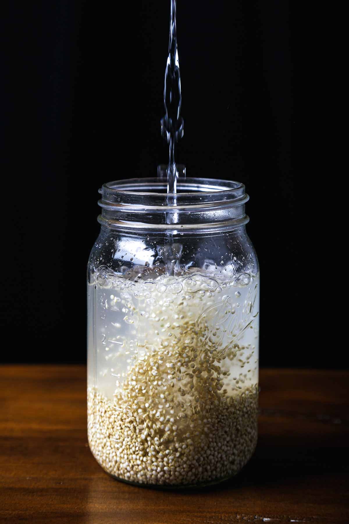 Topping off water to sprouted quinoa to make rejuvelac.