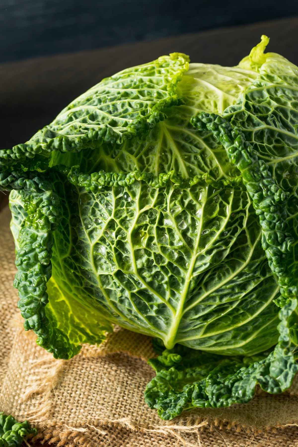 Savoy cabbage with crinkled green leaves.