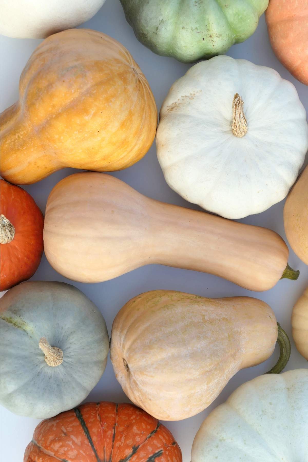 Assorted winter squash including butternut and acorn.